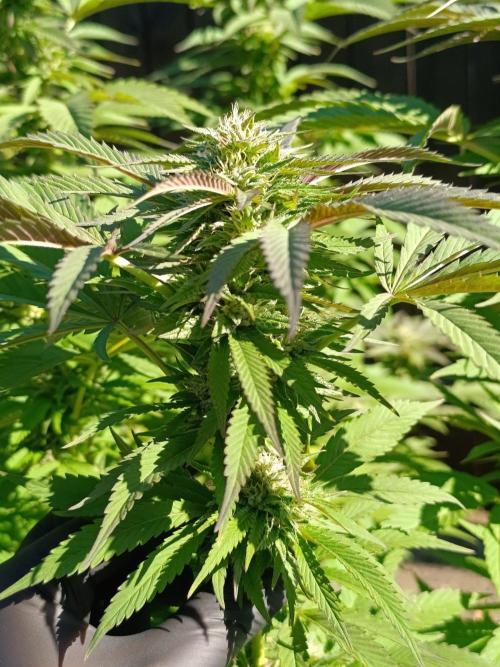 Outdoor Grow for WPFF 2026. Week 20 - GMO