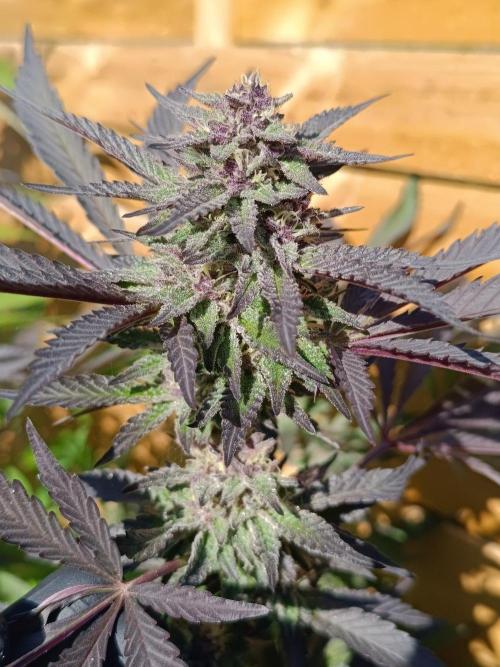 Outdoor Grow for WPFF 2026. Week 20 - Pink Milk 