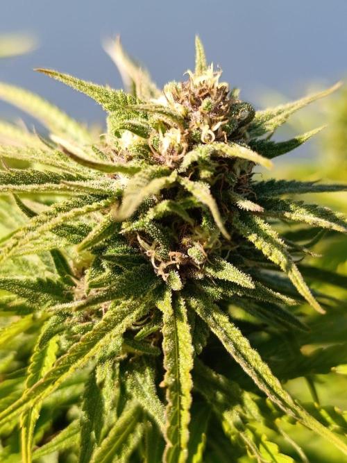 Outdoor Grow for WPFF 2026. Week 20 - Gg4 sherbet fast 