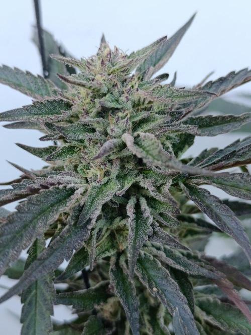 Outdoor Grow for WPFF 2026. Week 20 - Zuzuberry x prism 