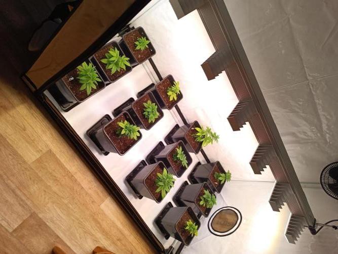 Juicy Flavours Grow #002. Week 3