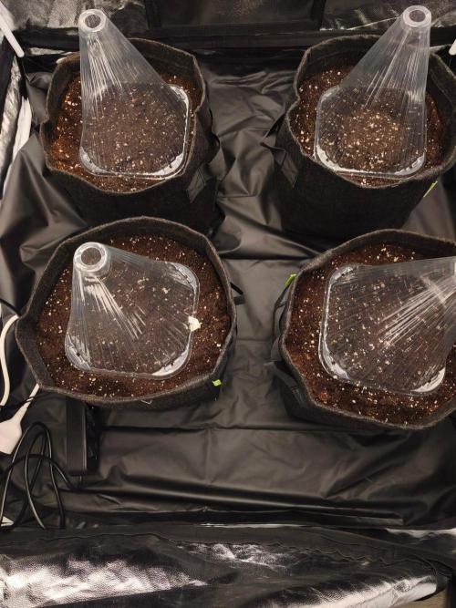 First Grow - Gelato Auto FB. Week 1