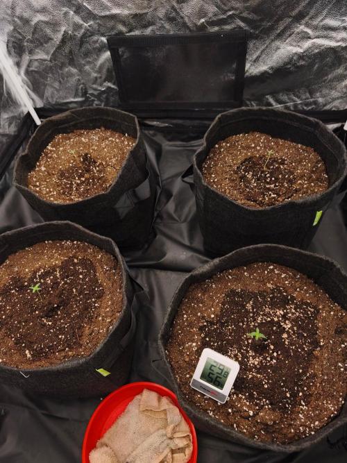 First Grow - Gelato Auto FB. Week 1