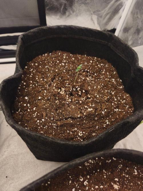 First Grow - Gelato Auto FB. Week 3