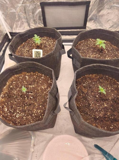First Grow - Gelato Auto FB. Week 3