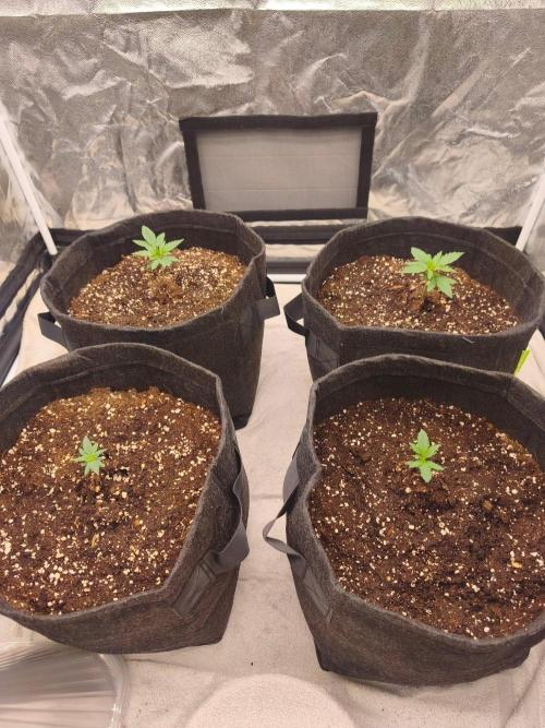 First Grow - Gelato Auto FB. Week 3