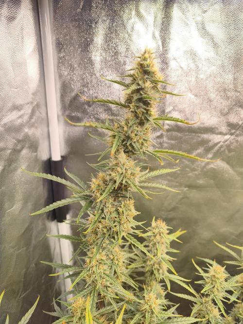 First Grow - Gelato Auto FB. Week 10