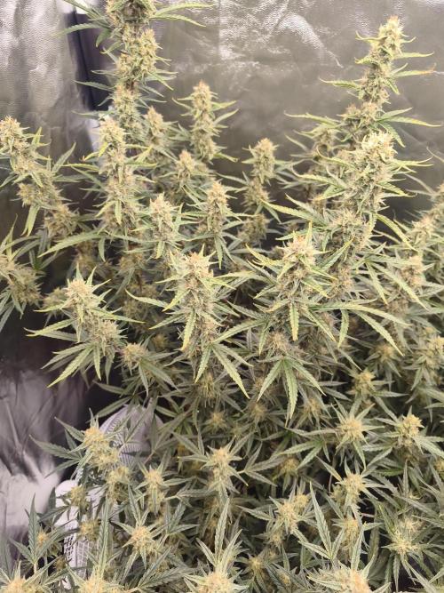 First Grow - Gelato Auto FB. Week 10