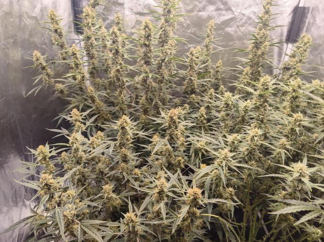 First Grow - Gelato Auto FB. Week 10