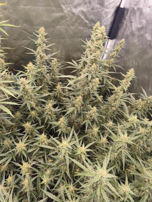 First Grow - Gelato Auto FB. Week 10