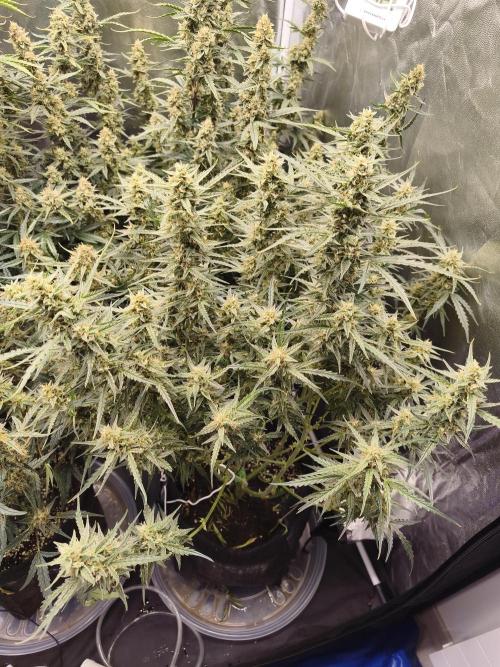 First Grow - Gelato Auto FB. Week 11