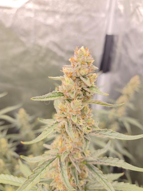 First Grow - Gelato Auto FB. Week 11