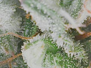 First Grow - Gelato Auto FB. Week 11