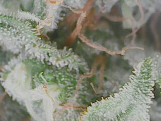 First Grow - Gelato Auto FB. Week 11