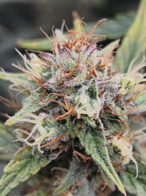 First Grow - Gelato Auto FB. Week 11