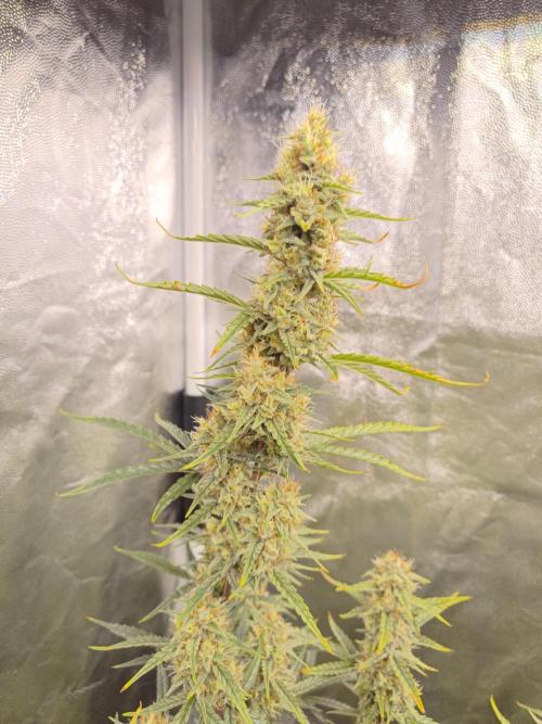 First Grow - Gelato Auto FB. Week 11