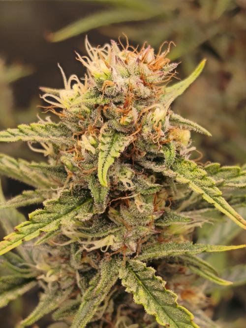 First Grow - Gelato Auto FB. Week 11
