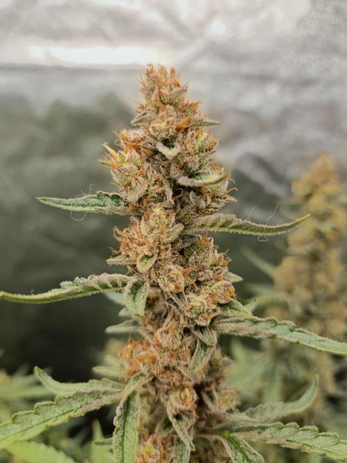 First Grow - Gelato Auto FB. Week 12