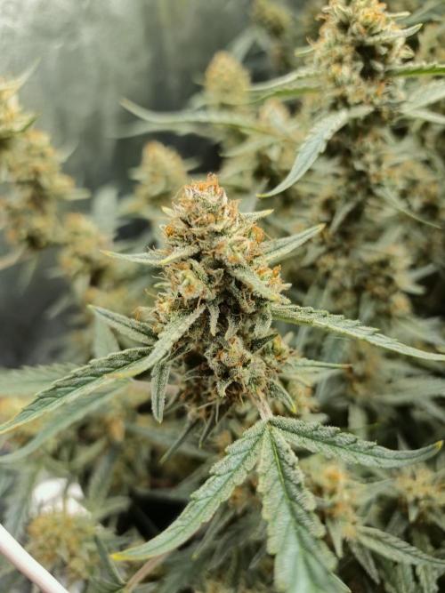 First Grow - Gelato Auto FB. Week 12