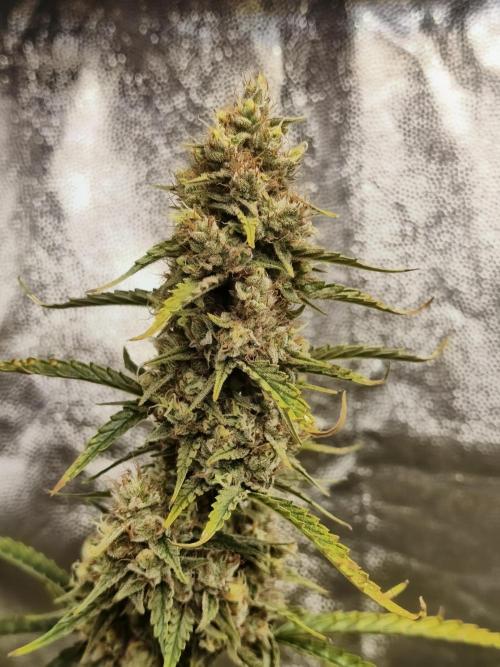 First Grow - Gelato Auto FB. Week 12