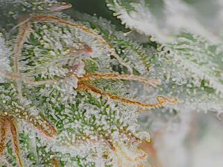 First Grow - Gelato Auto FB. Week 12
