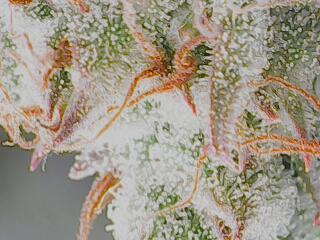 First Grow - Gelato Auto FB. Week 12