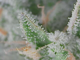 First Grow - Gelato Auto FB. Week 12