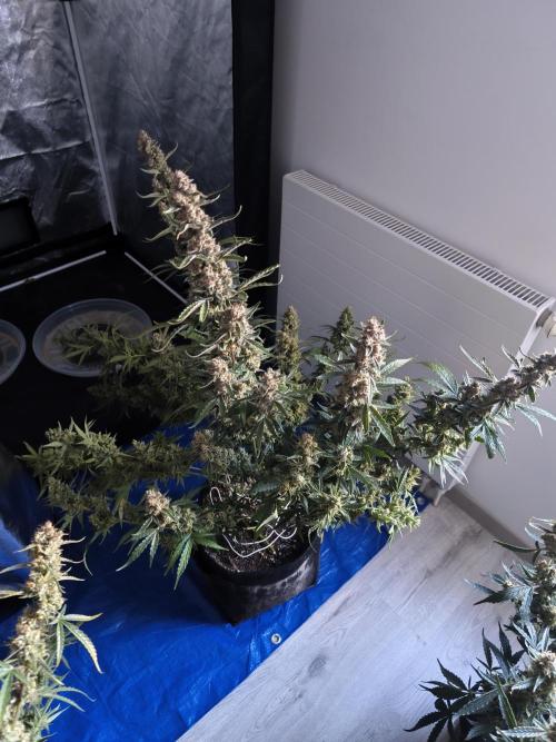 First Grow - Gelato Auto FB. Week 13 - Gelato #2