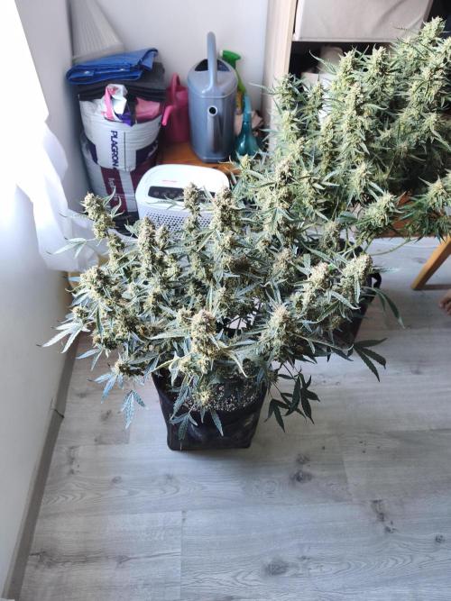 First Grow - Gelato Auto FB. Week 13 - Gelato #3