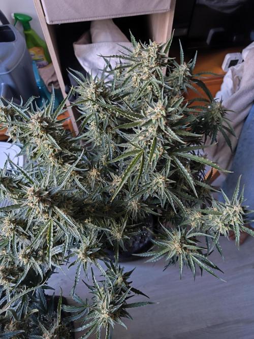 First Grow - Gelato Auto FB. Week 13 - Gelato #4 (least ripe)