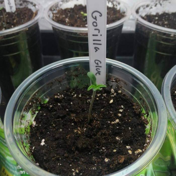 Gorilla glue #4. Week 1