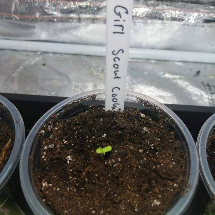 Girl scout cookie . Week 1