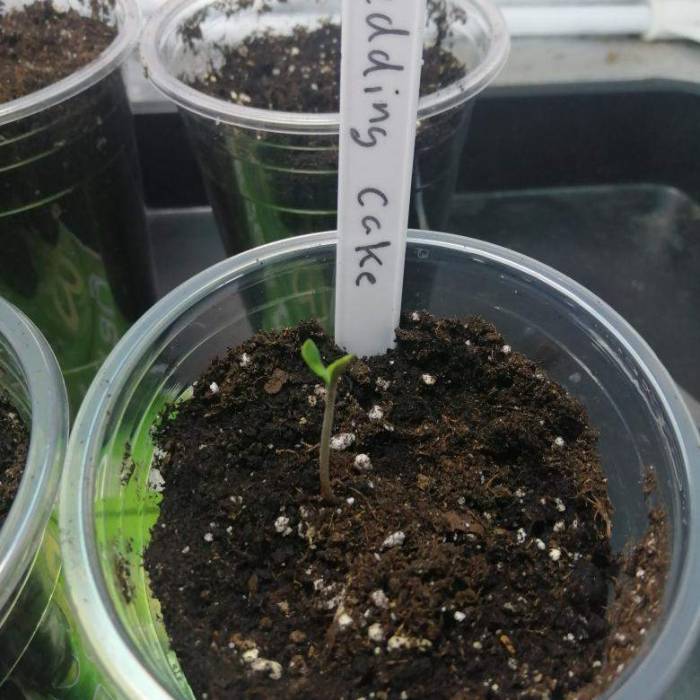 Wedding cake . Week 1