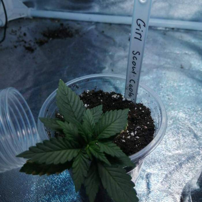 Girl scout cookie . Week 3