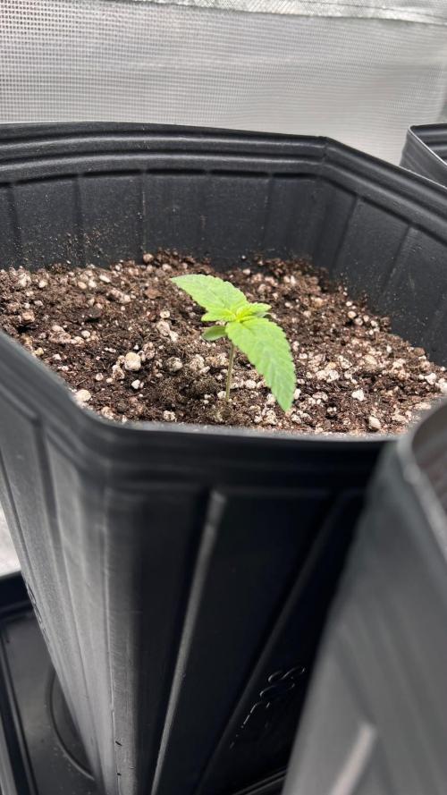 🌳 #2 Ciclo - 4v 7L. Week 2