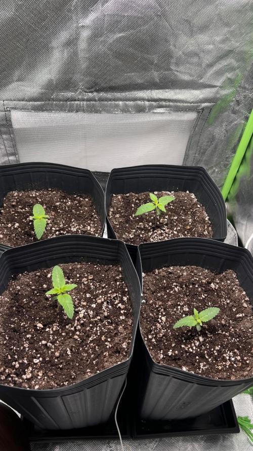🌳 #2 Ciclo - 4v 7L. Week 2