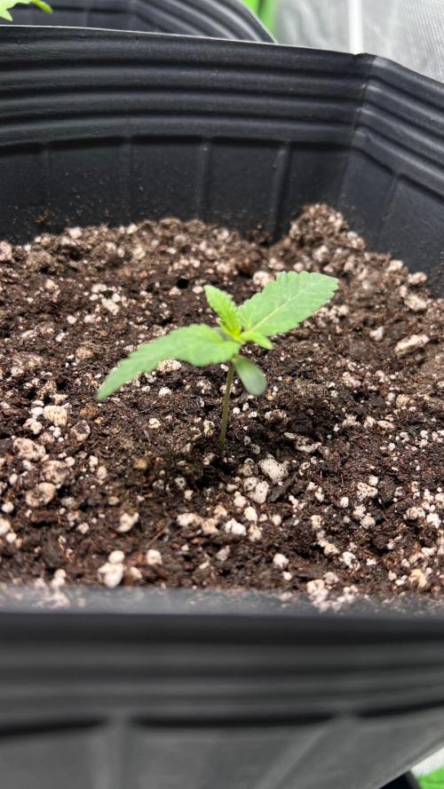 🌳 #2 Ciclo - 4v 7L. Week 2