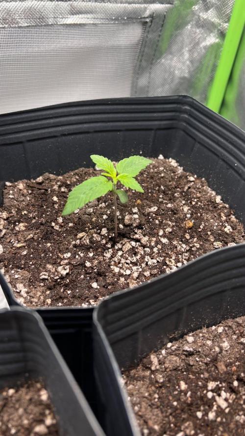 🌳 #2 Ciclo - 4v 7L. Week 2