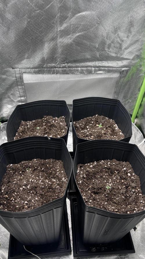 🌳 #2 Ciclo - 4v 7L. Week 1