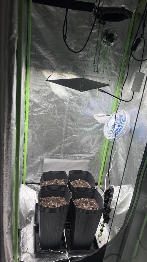 🌳 #2 Ciclo - 4v 7L. Week 1
