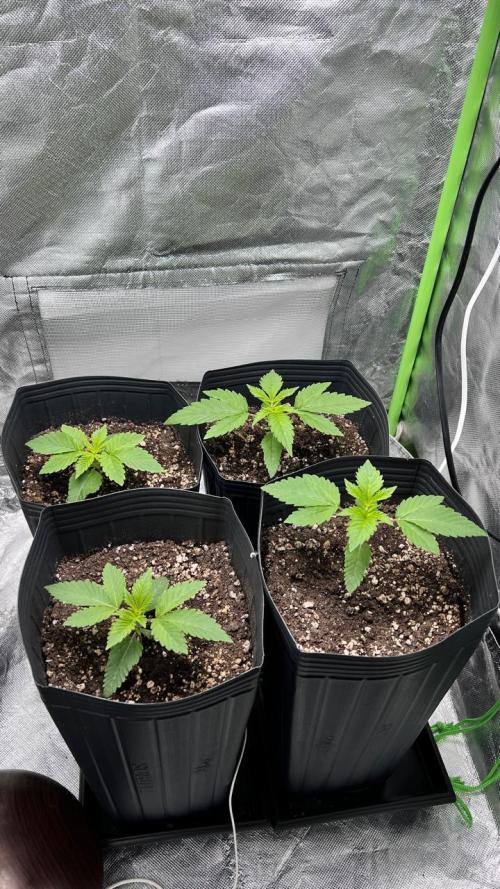 🌳 #2 Ciclo - 4v 7L. Week 2 - 13/07
