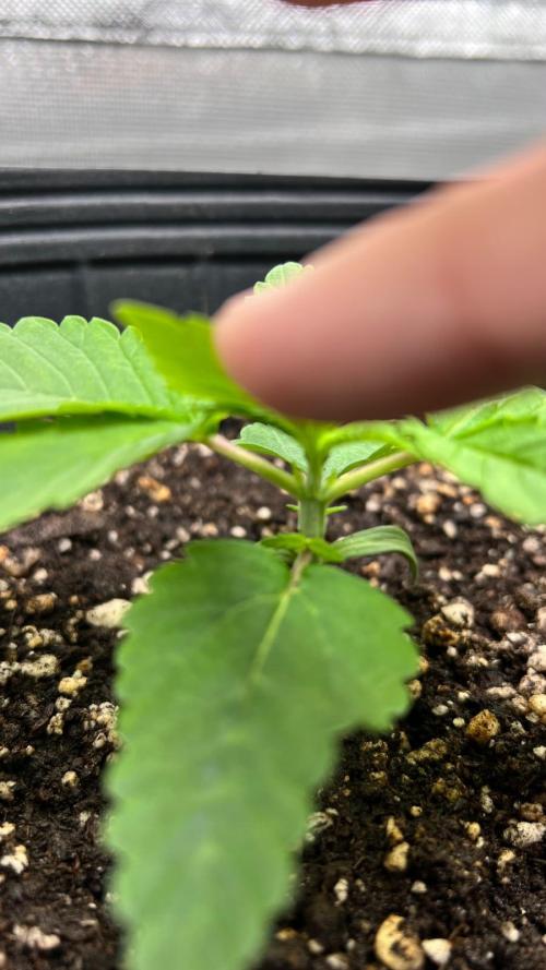 🌳 #2 Ciclo - 4v 7L. Week 2 - 13/07