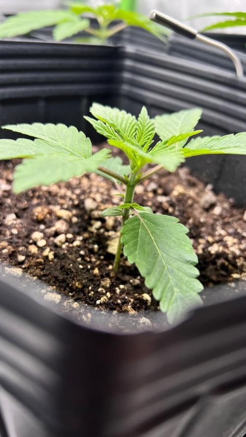 🌳 #2 Ciclo - 4v 7L. Week 2 - 13/07