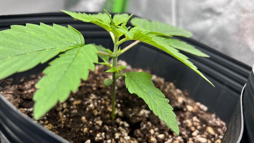 🌳 #2 Ciclo - 4v 7L. Week 2 - 13/07