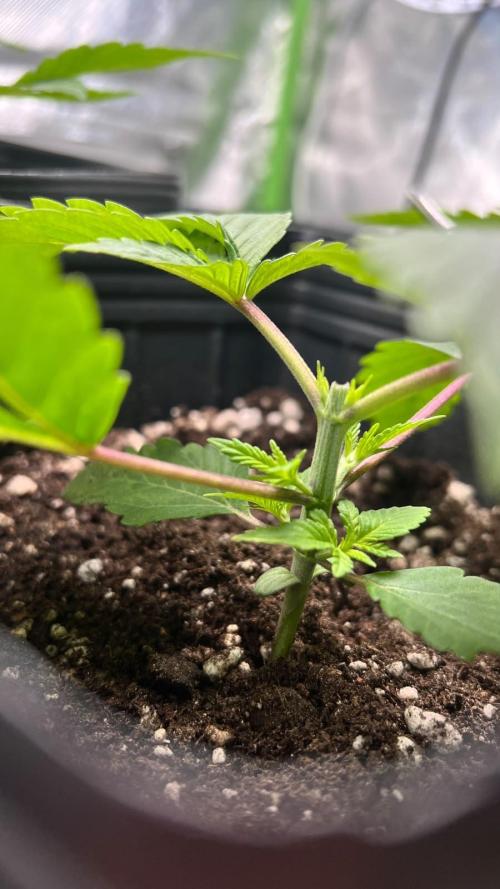 🌳 #2 Ciclo - 4v 7L. Week 3
