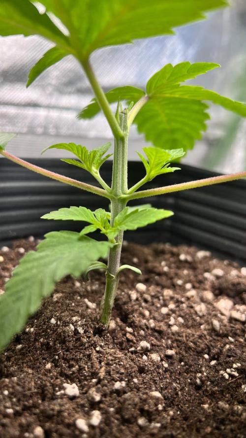 🌳 #2 Ciclo - 4v 7L. Week 3