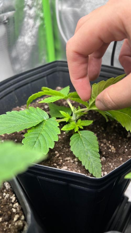 🌳 #2 Ciclo - 4v 7L. Week 3