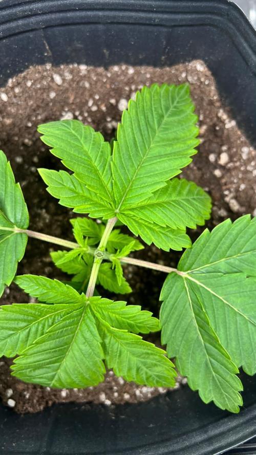 🌳 #2 Ciclo - 4v 7L. Week 3