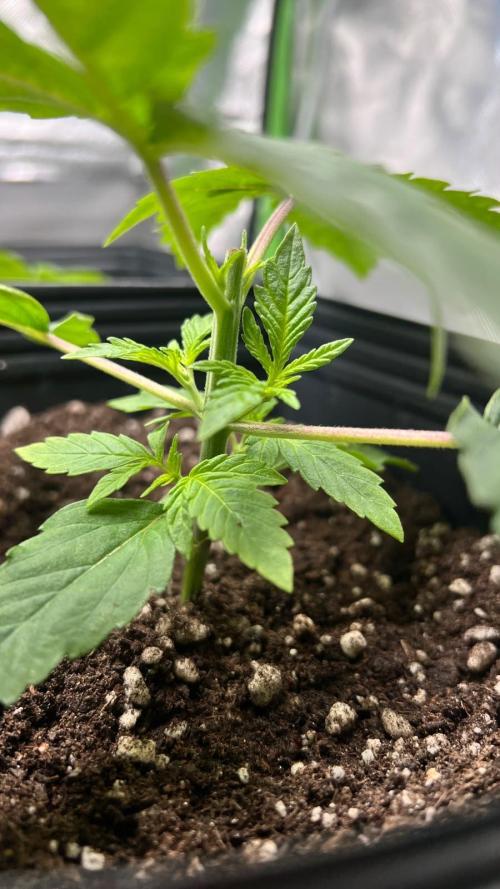 🌳 #2 Ciclo - 4v 7L. Week 3