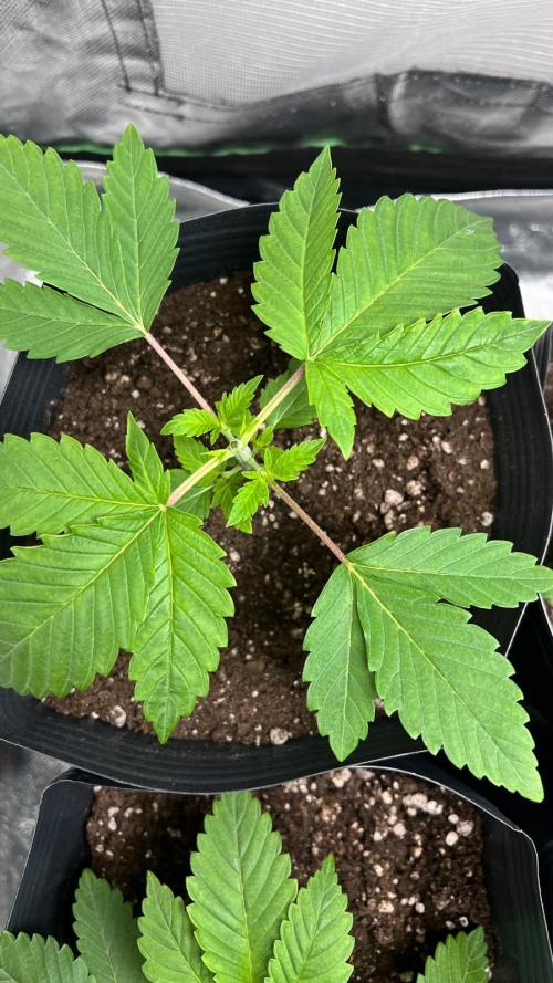 🌳 #2 Ciclo - 4v 7L. Week 3